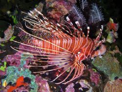 Lion fish - Was sitting under rock overhang with 2 others... by Ken Macken 